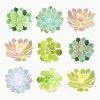 Spring Succulents